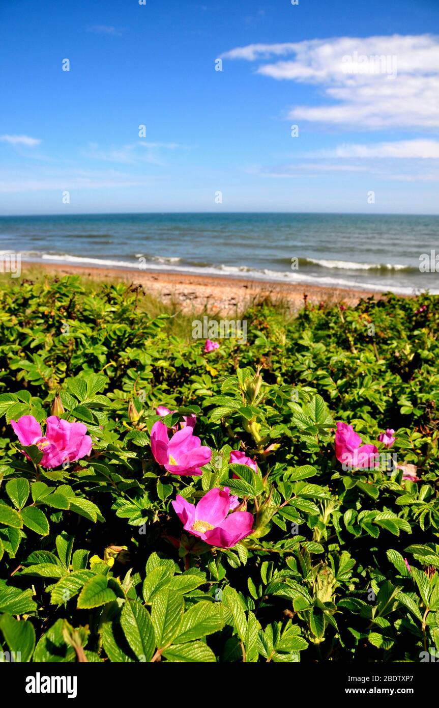 Rosa Hunderosen in Blüte am Strand von Arbroath, Angus, Schottland Stockfoto