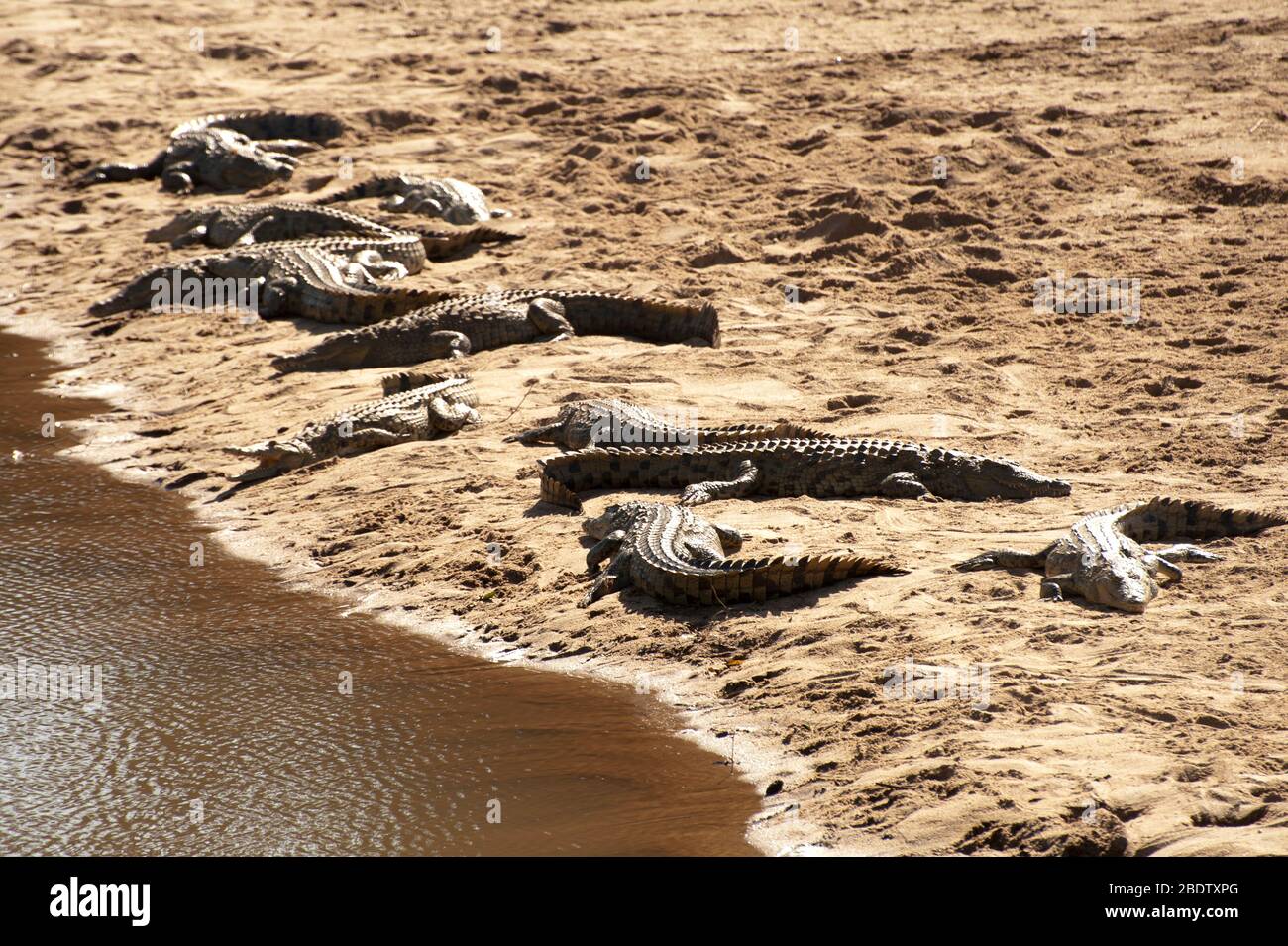 Nil-Krokodile, Crocodylus niloticus, auf Sandbank am Fluss, Kruger-Nationalpark, Provinz Mpumalanga, Südafrika, Afrika Stockfoto