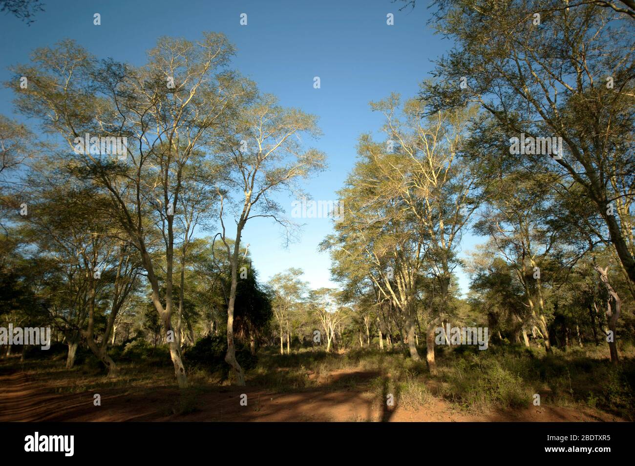 Wald der Gelbfieber-Bäume, Acacia xanthophloea, Kruger National Park, Provinz Mpumalanga, Südafrika, Afrika Stockfoto