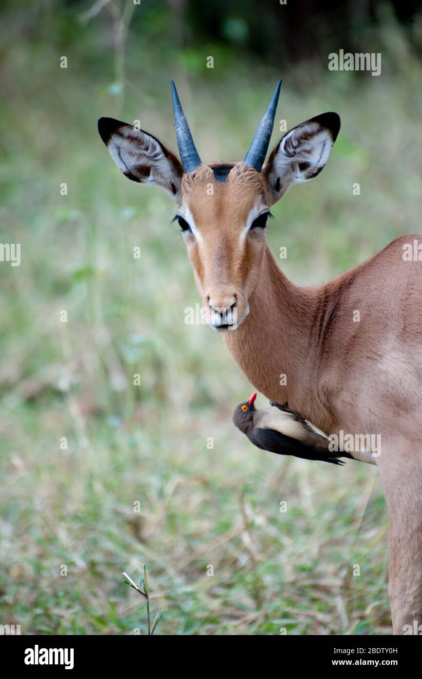 Impala, Aepyceros melampus, mit Redbilled Oxpecker, Buphagus erythrorhynchus, Kruger National Park, Provinz Mpumalanga, Südafrika, Afrika Stockfoto