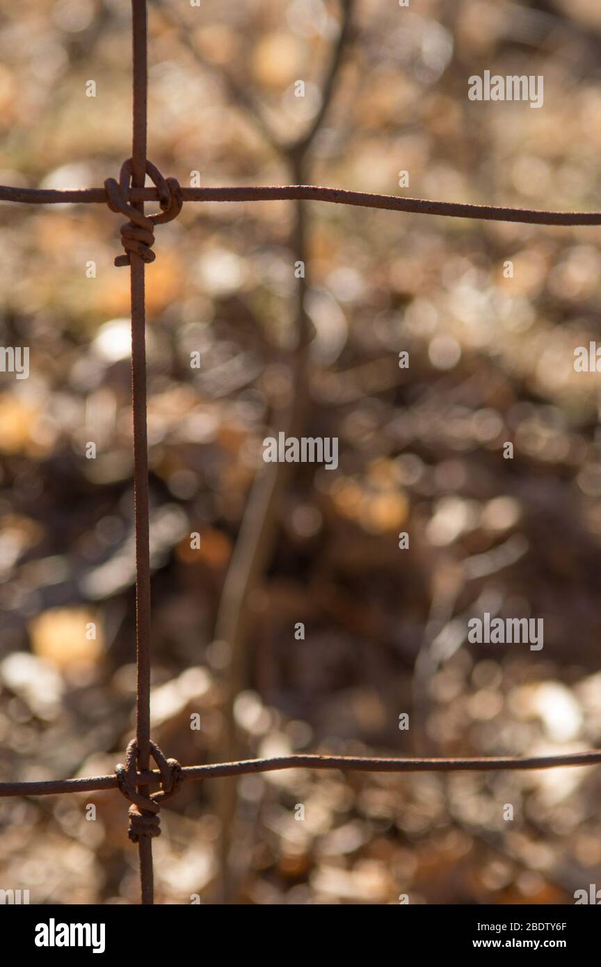 Nahaufnahme des rostigen Drahtzauens Quadrat der Seite Drahtzaun mit Herbstfarben im Hintergrund verschwommen von kleiner Blende und geringer Schärfentiefe Stockfoto