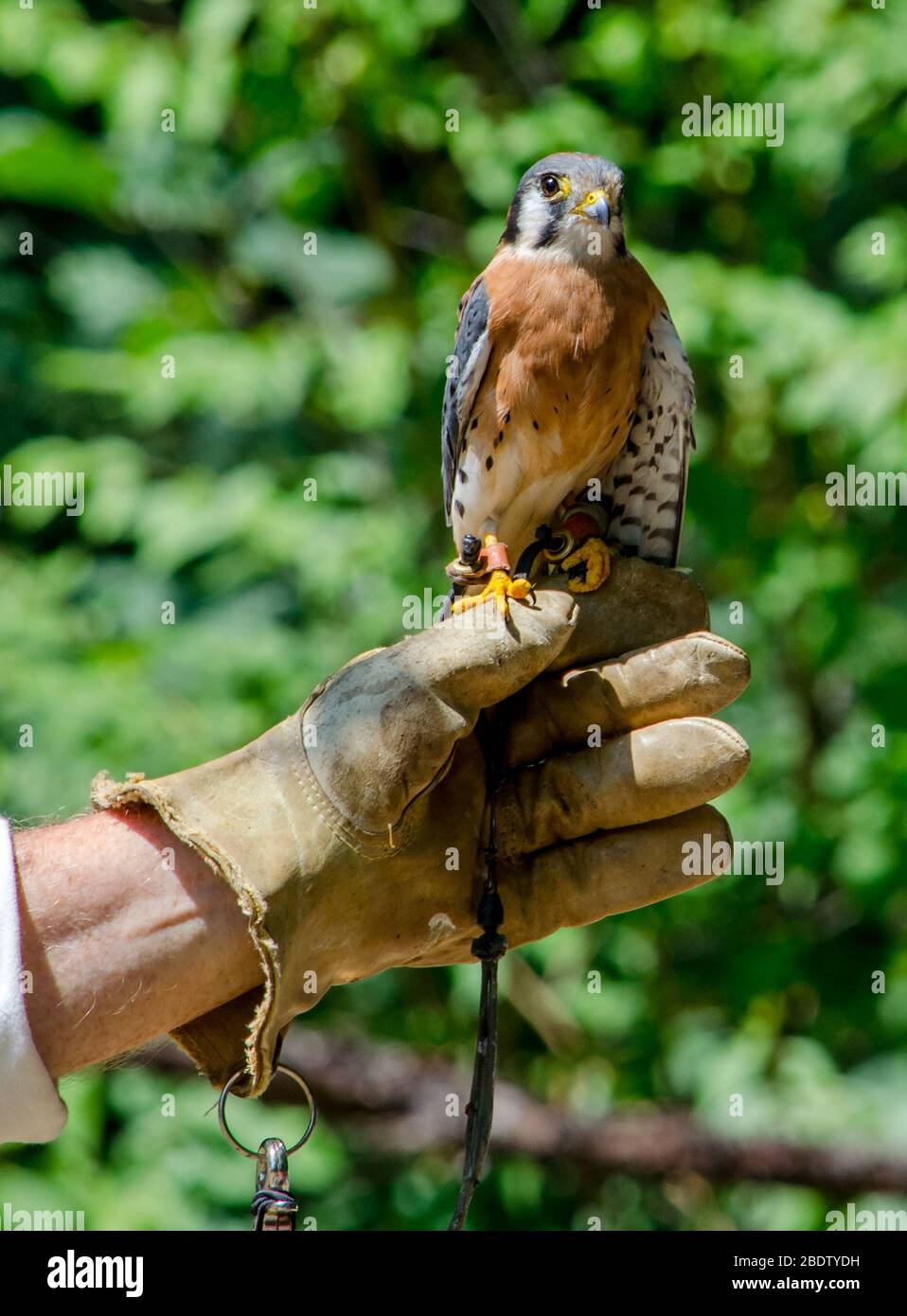 Ein Leder behandschuhten Hand hält eine Amerikanische Kestrel Falcon, einem kleinen Greifvogel in Nordamerika gefunden Stockfoto