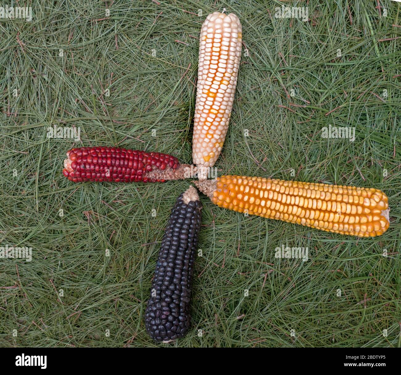 Verschiedene Arten von Mais Stockfoto
