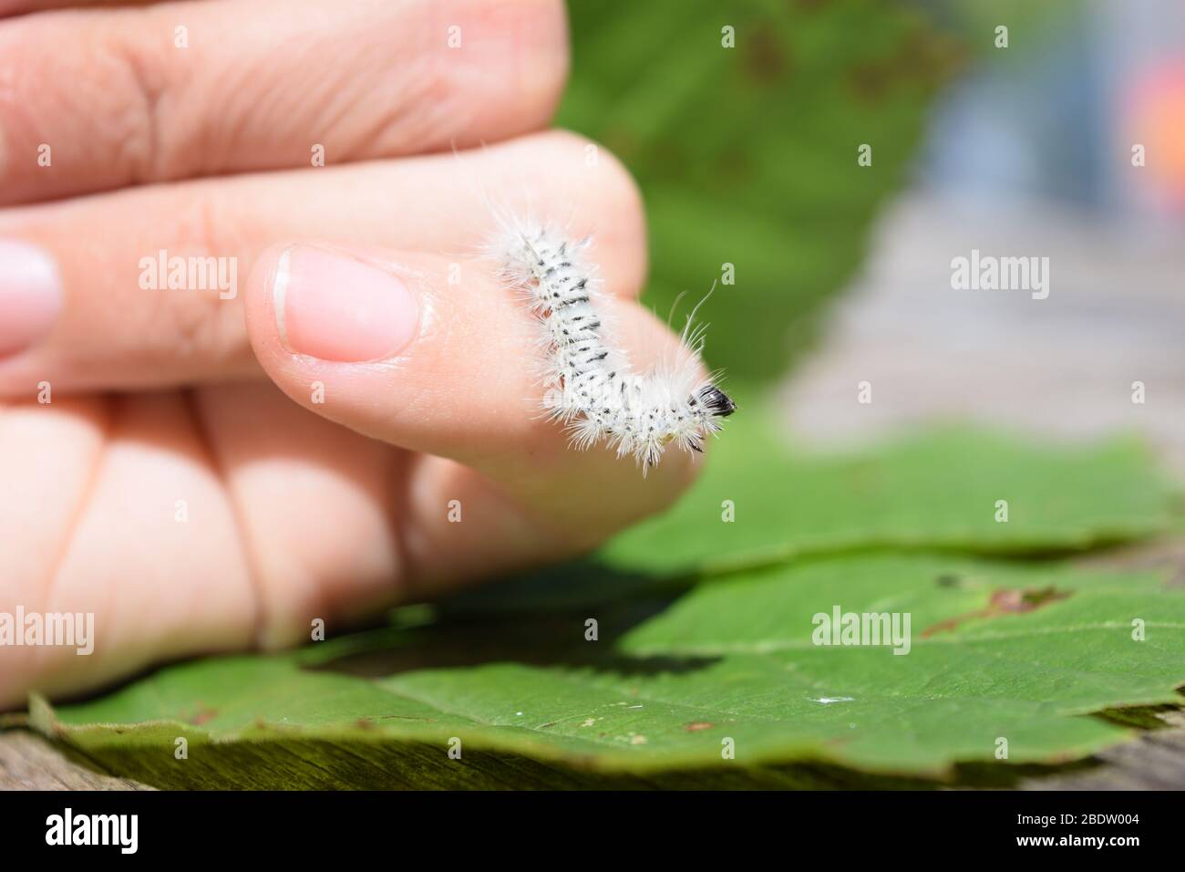Fuzzy weißen Hickory Zwickel Motte Raupe. Insekt, das allergische Hautreaktionen, Hautausschlag, Juckreiz und Schwellungen verursachen kann. Stockfoto