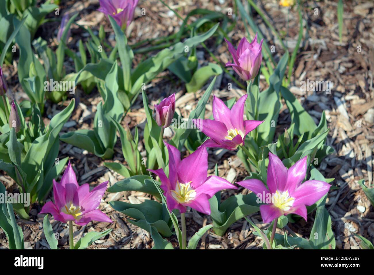 Schöne Wedensky Tulpe blüht im Garten am Tag Stockfoto