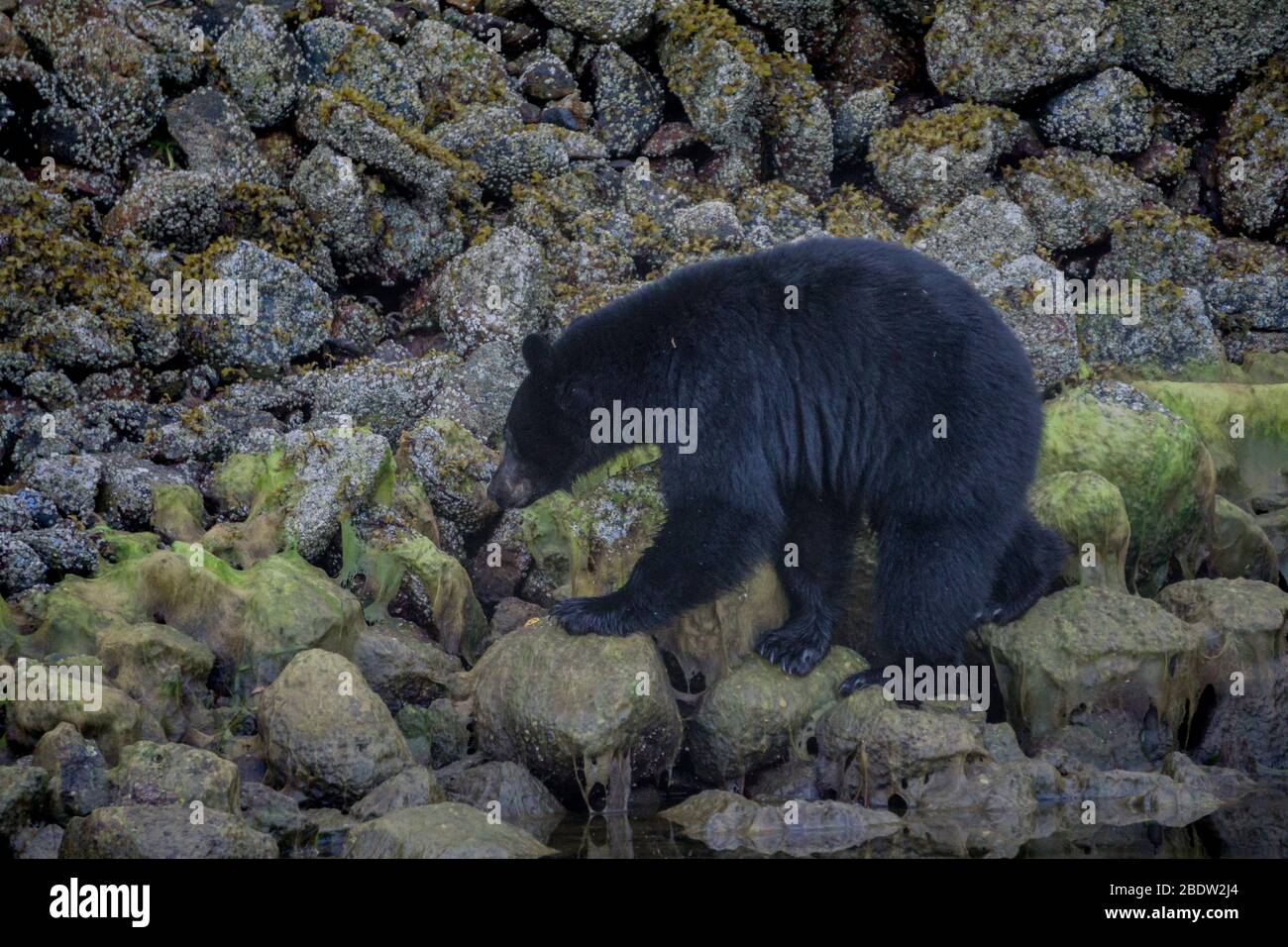 Die unglaublichste Küste für die Betrachtung von Schwarzbären in der Nähe Tofino in Kanada. Bären auf der Suche nach Nahrung bei Ebbe. Stockfoto