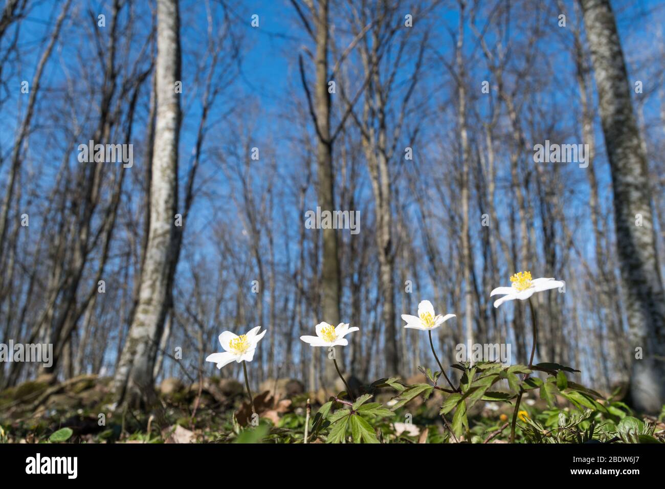 Holz Anemonen schließen aus einem niedrigen Winkel in einem hellen Wald Stockfoto