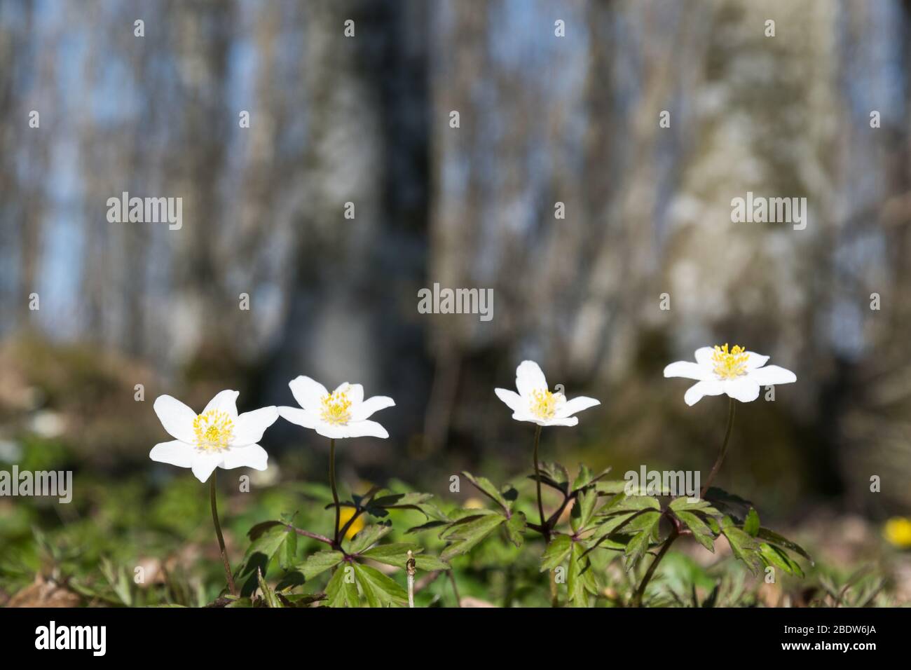 Holzanemonen werden in einem niedrigen Winkel dargestellt Stockfoto
