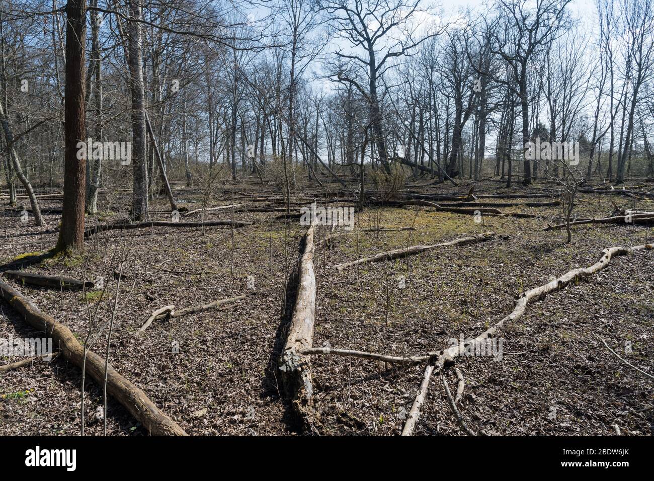 Gefallene tote Bäume in einem Naturschutzgebiet von Dyestad auf der schwedischen Insel Oland Stockfoto