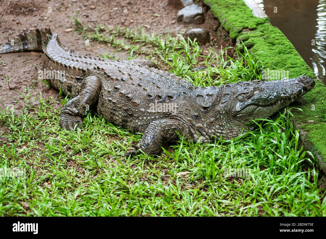 Die mugger Crocodile, indische Krokodil, Indien Stockfoto