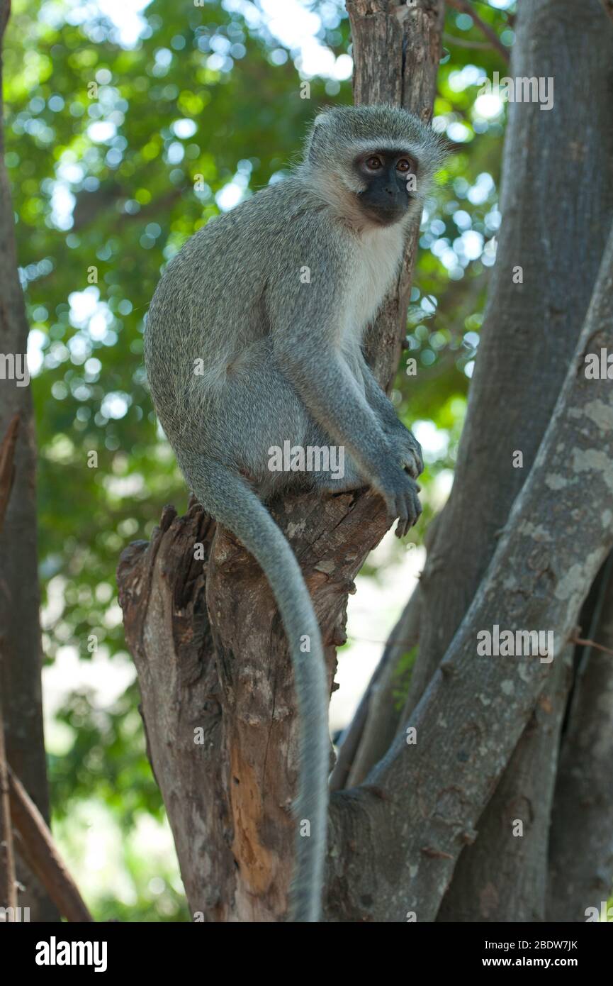 Vervet Monkey, Chlorocebus pygerythrus, im Baum, Kruger-Nationalpark, Provinz Mpumalanga, Südafrika, Afrika Stockfoto