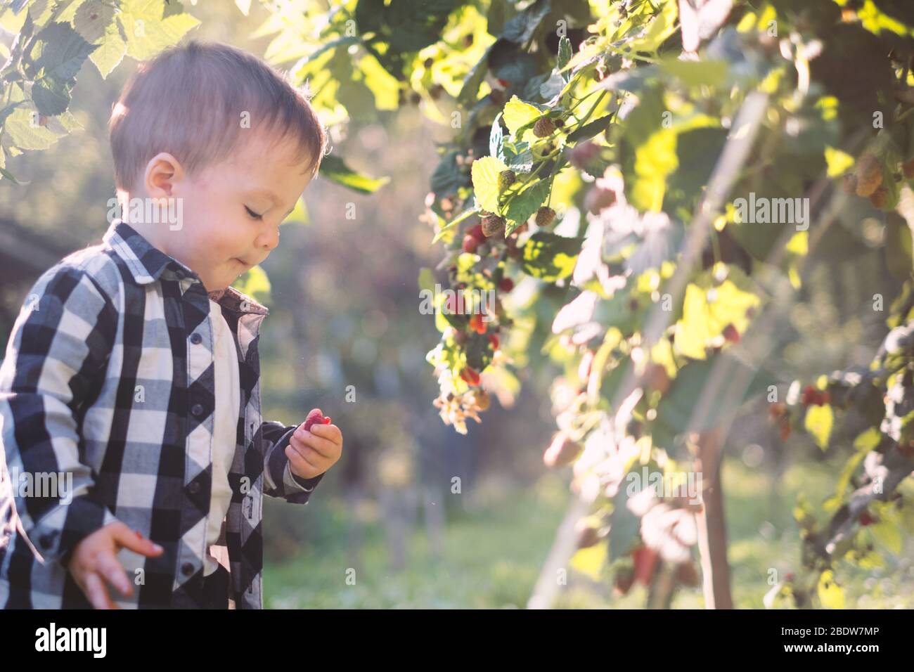 Kleiner Junge, der Himbeere im karierten Hemd im Herbstgarten isst Stockfoto
