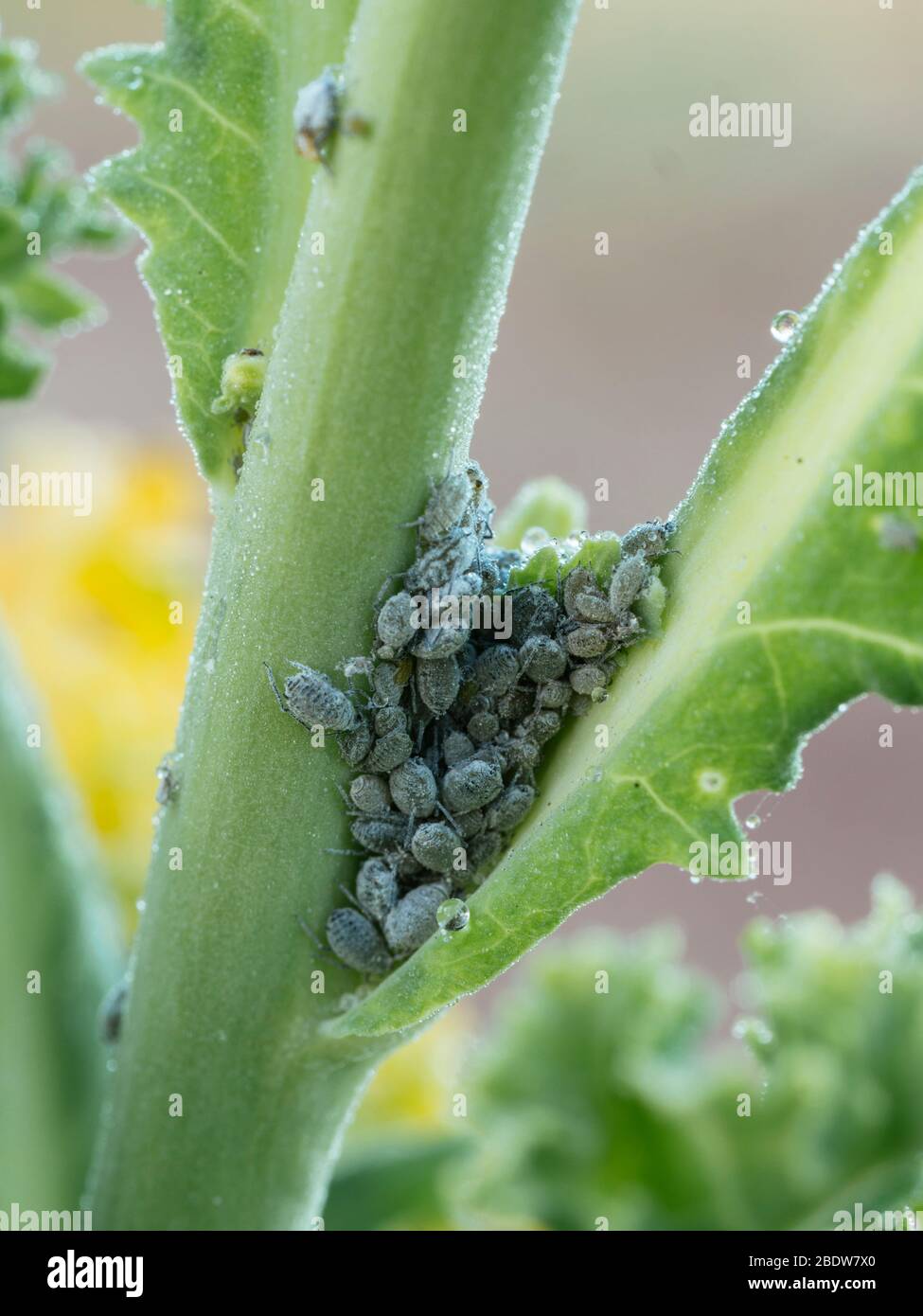 Kohlschnecken (Brevicoryne brassicae) auf einer Grünkohl-Pflanze Stockfoto