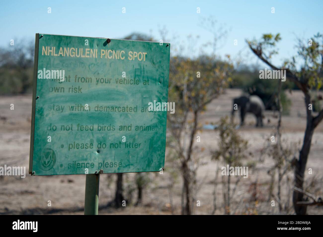 Elefanten, Loxodonta africana, am Wasserloch am Schild mit Picknickplatz, Nhlanguleni Picknickplatz, Kruger-Nationalpark, Provinz Mpumalanga, Südafrika Stockfoto