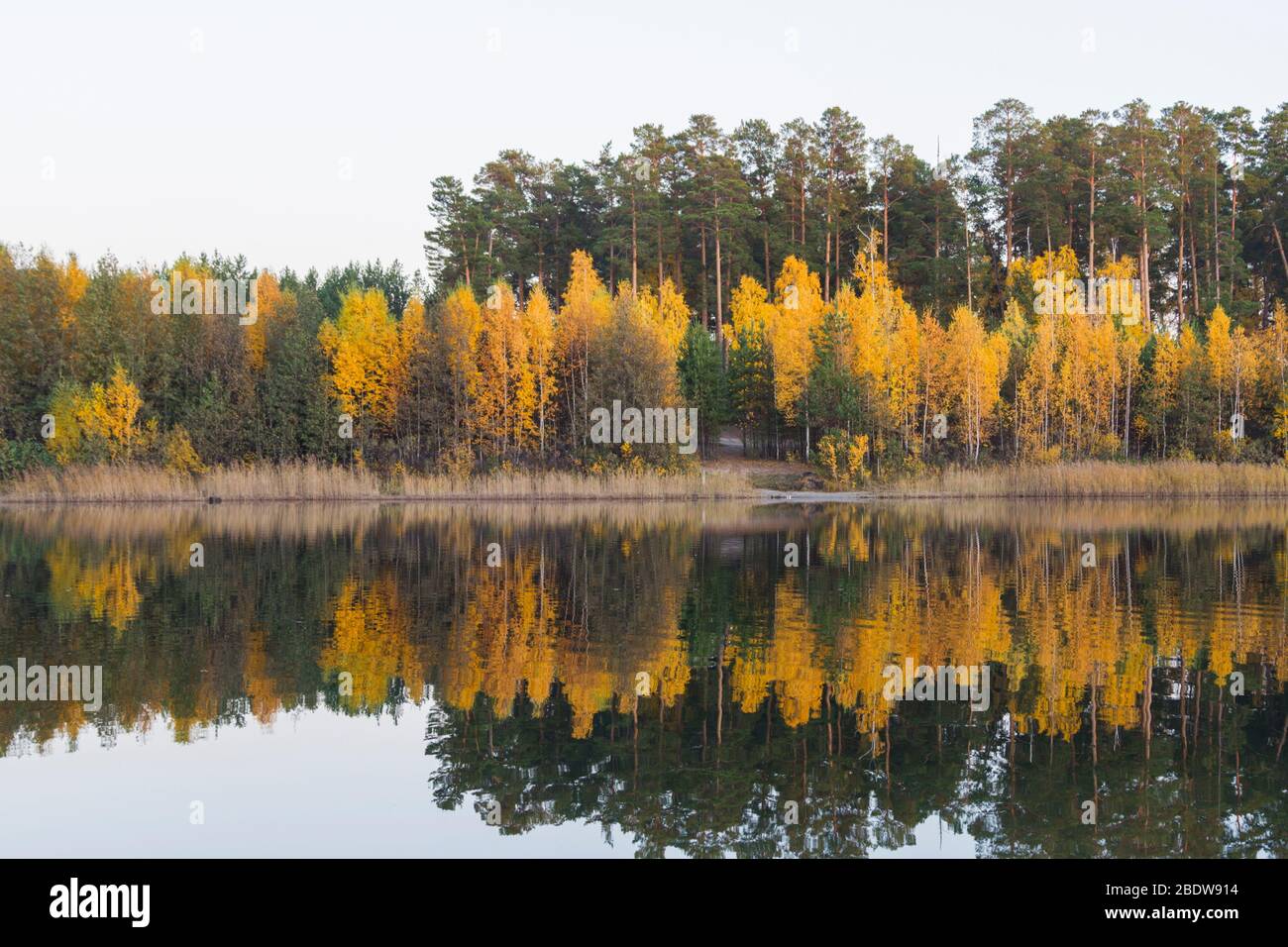 Herbstwald am Ufer des Sees. Gelbe und grüne Blätter an Bäumen. Wolkiges Wetter. Stockfoto
