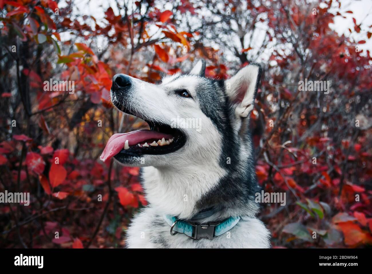 Alaskan Malamute mit offenem Mund und ausgestreckter Zunge vor dem Hintergrund herbstlicher gelber Blätter im Park. Herbstspaziergang mit dem Hund. Stockfoto