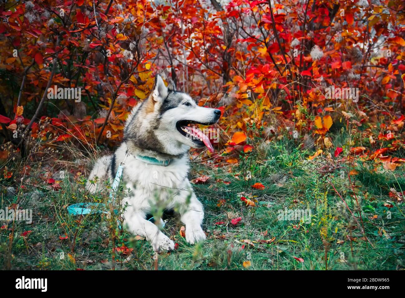 Alaskan Malamute mit offenem Mund und ausgestreckter Zunge vor dem Hintergrund herbstlicher gelber Blätter im Park. Herbstspaziergang mit dem Hund. Stockfoto