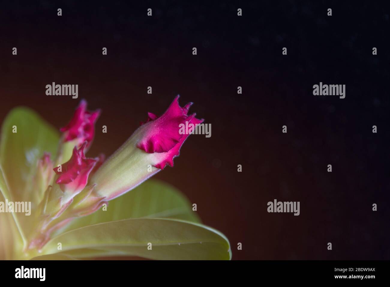 Nicht offenbarte rote Rosenblüten, adenium auf schwarzem Hintergrund mit Kopierraum. Vorlage für Grußkarte. Stockfoto