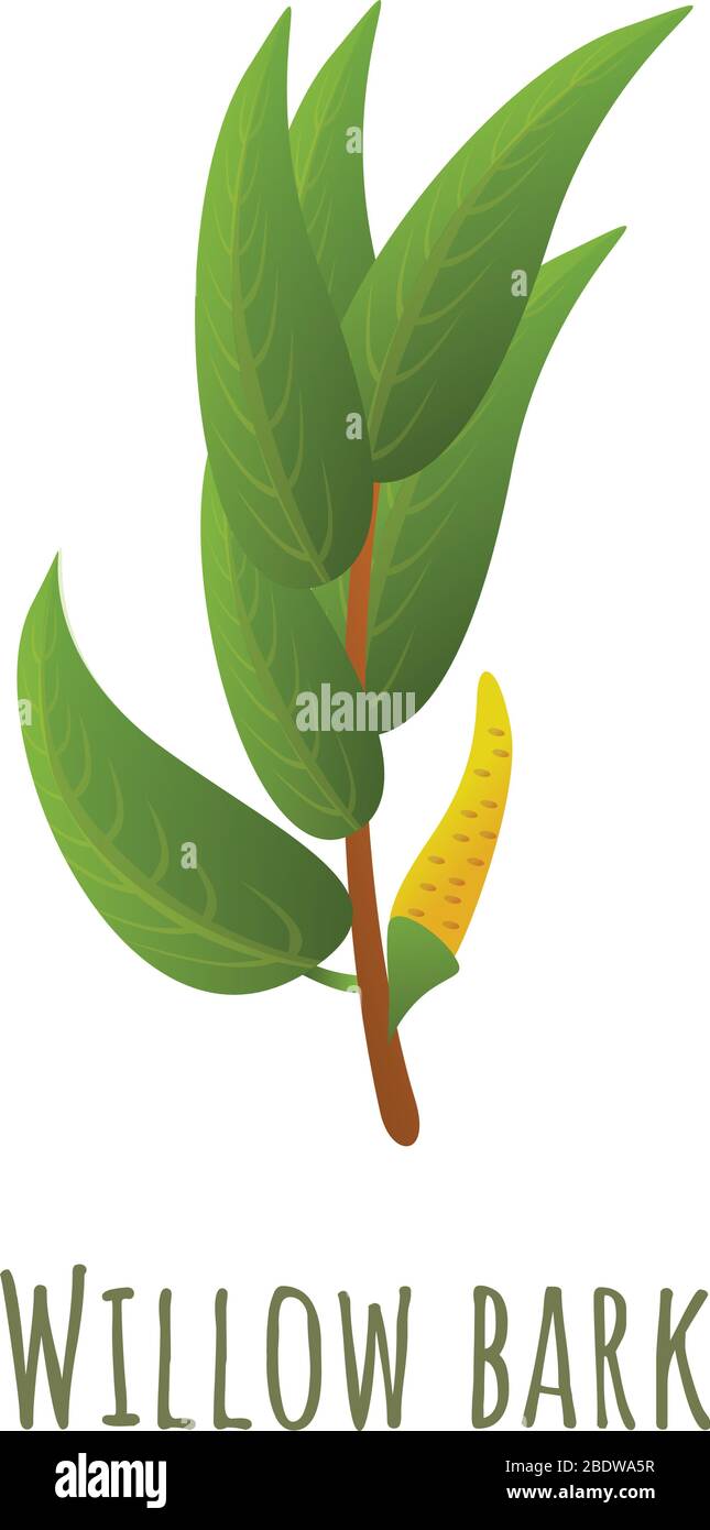 Symbol für den Zweig der Weidenrinde. Cartoon von Weidenrinde Zweig Vektor-Symbol für Web-Design isoliert auf weißem Hintergrund Stock Vektor