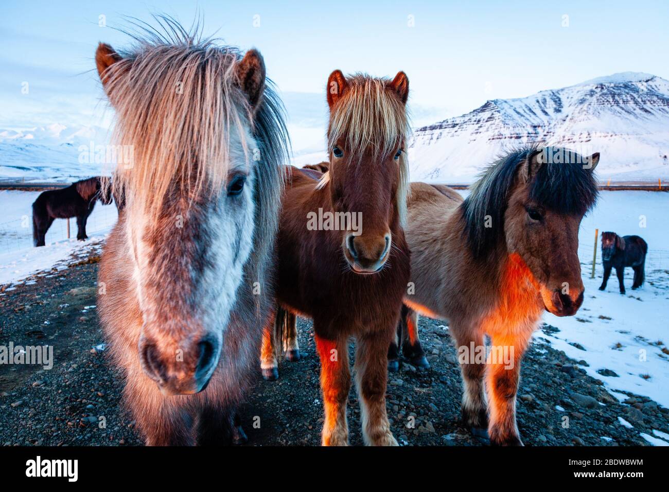 Nahaufnahme Porträt von drei isländischen Pferden (Equus ferus caballus) bei Sonnenuntergang in verschneiten isländischen Landschaft, Island Stockfoto
