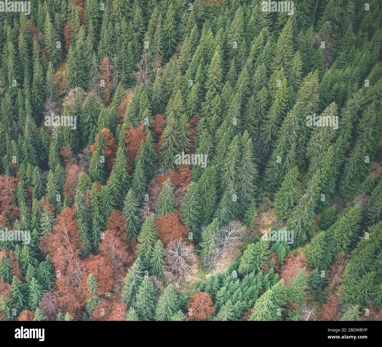Blick von oben auf den Herbstwald Stockfoto