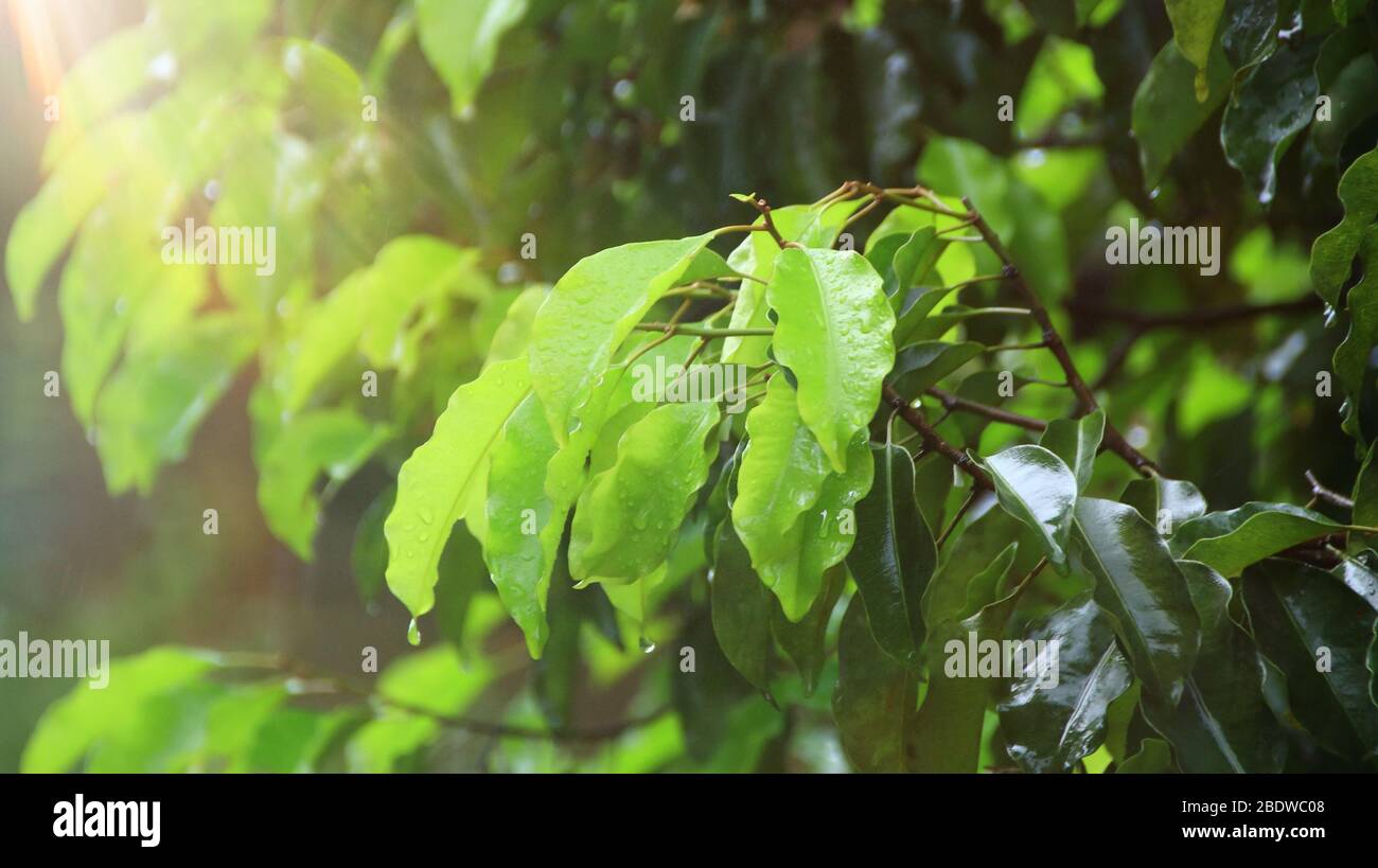 Der Baum lässt nach dem Regen am Morgen nass, mit selektiver Fokussierung, unscharfem Hintergrund und Sonnenlicht Stockfoto