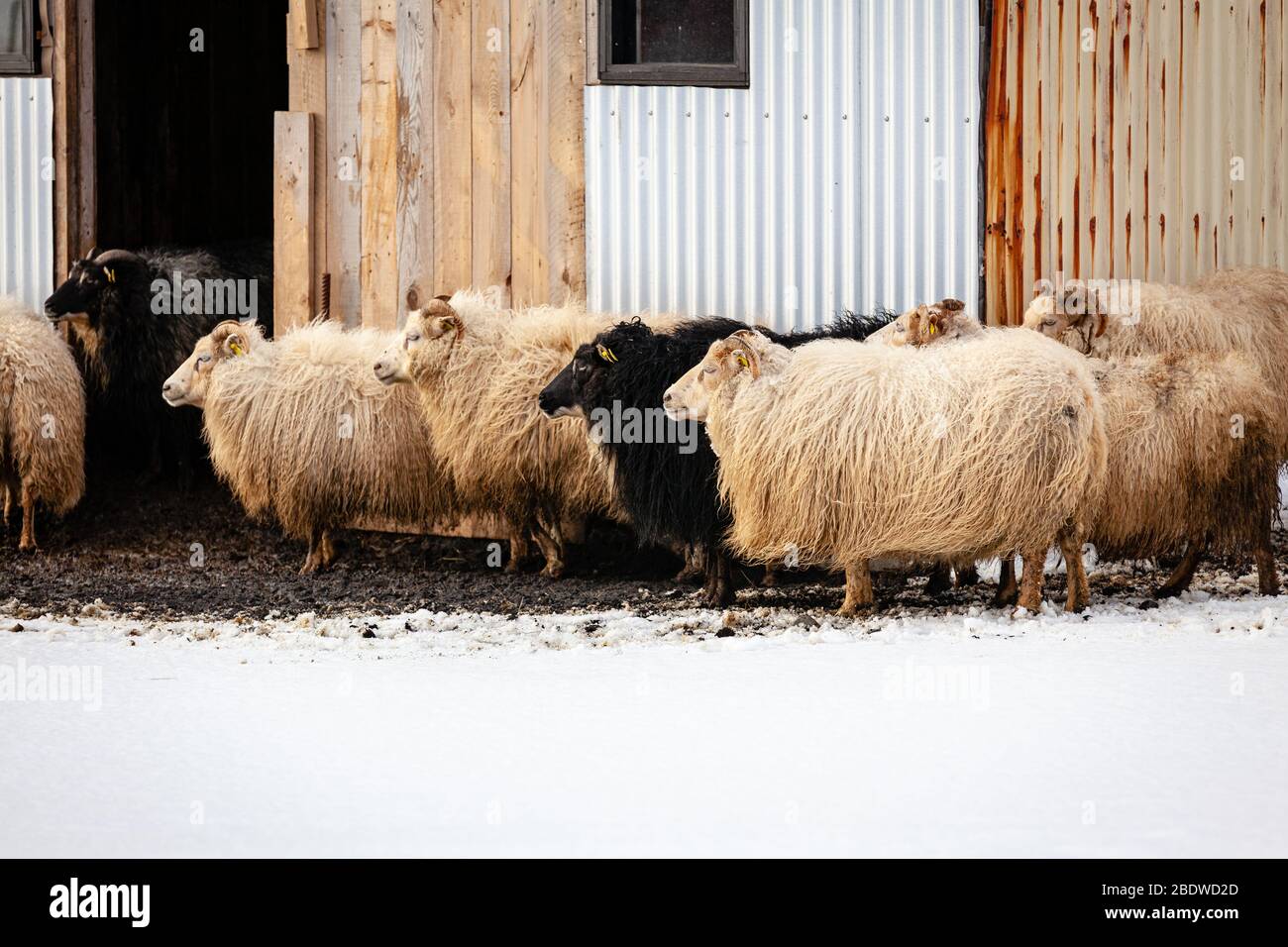 Eine Herde isländischer Schafe (ovis), die vor einer Scheune in Reynisfjara, Island, in den Wind blicken Stockfoto