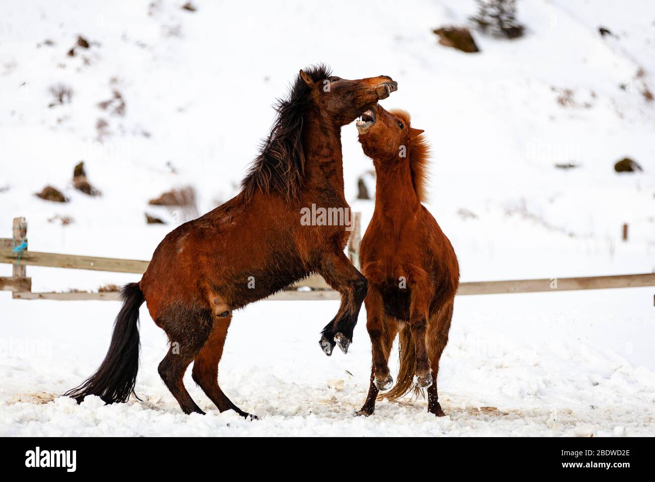 Isländische Pferde (Equus ferus caballus) kämpfen oder spielen im Schnee am reynisfjara, Island Stockfoto
