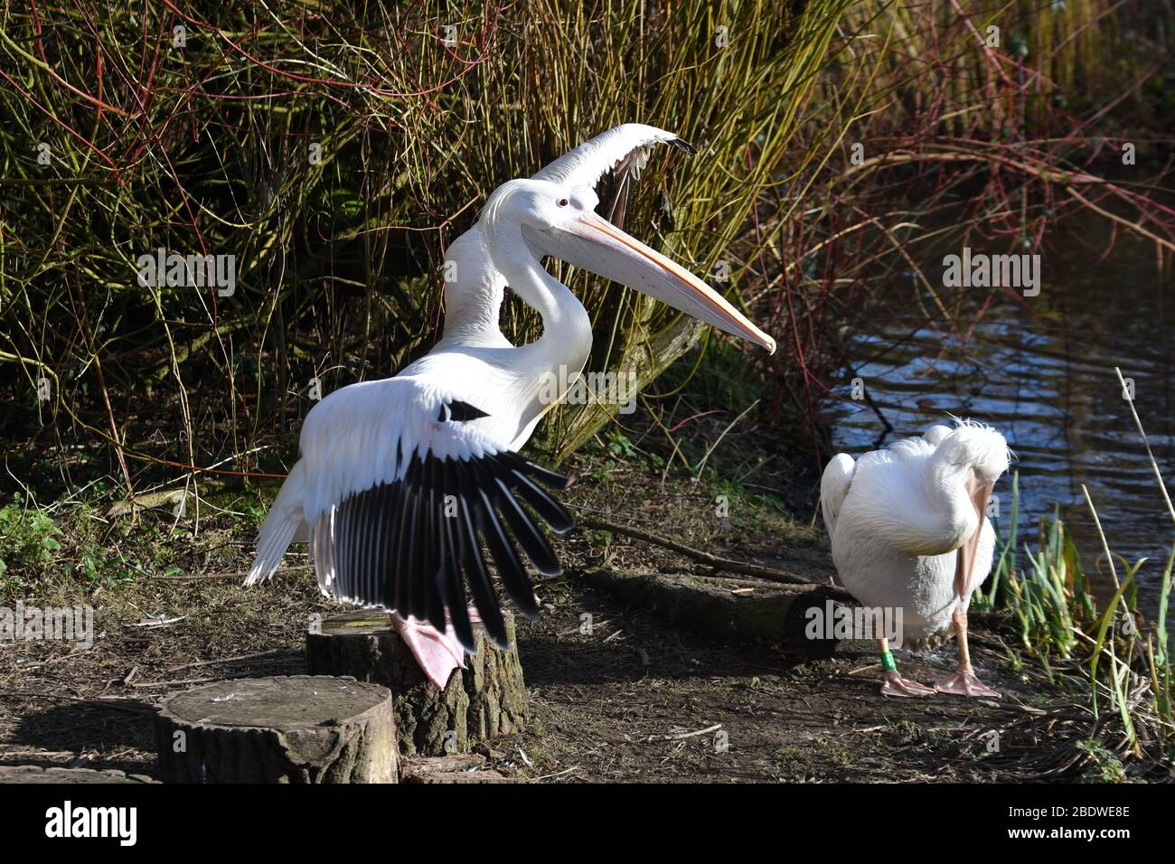 Pelikane, mit einem Flügelschlag in Birdworld Surrey, Großbritannien Stockfoto