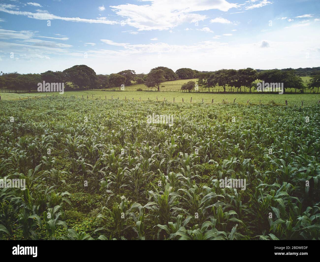 Grüne landwirtschaftliche Landschaft in Nicaragua an sonnigen Tag Stockfoto