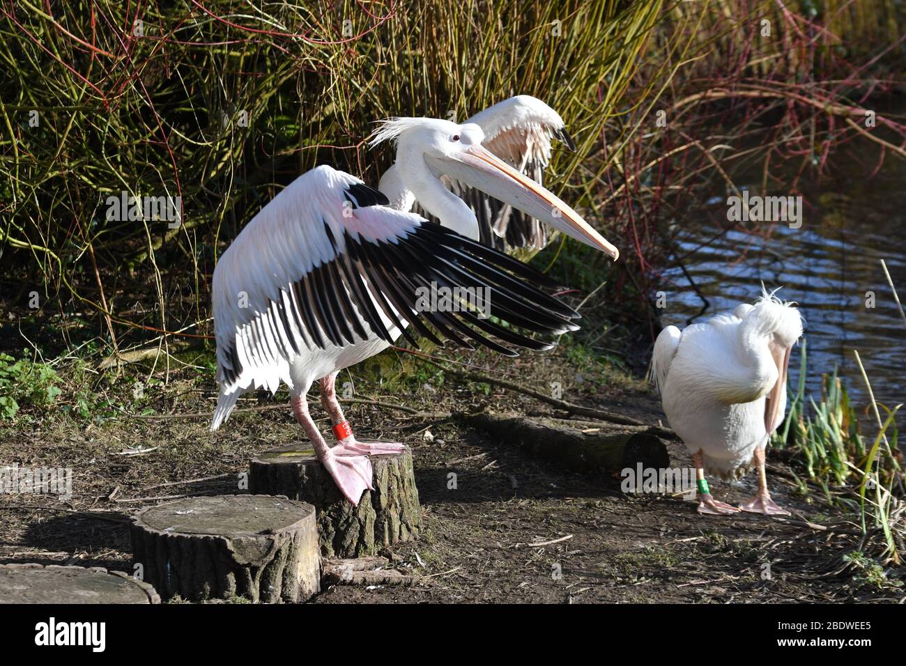 Pelikane, mit einem Flügelschlag in Birdworld Surrey, Großbritannien Stockfoto