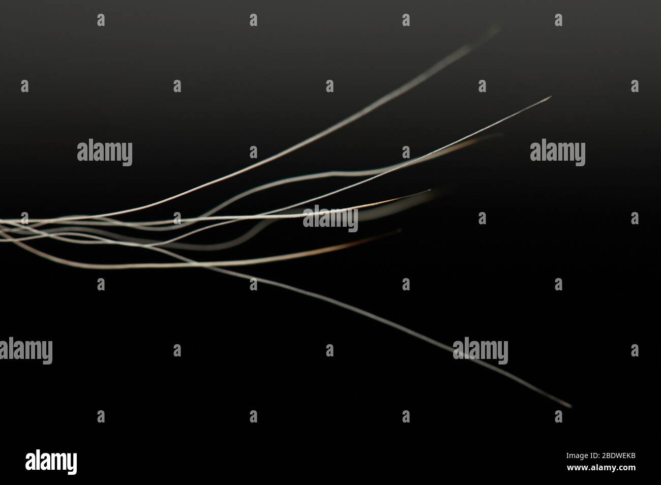 Weiße lockige Haare enden Nahaufnahme isoliert auf Verlauf Hintergrund Stockfoto