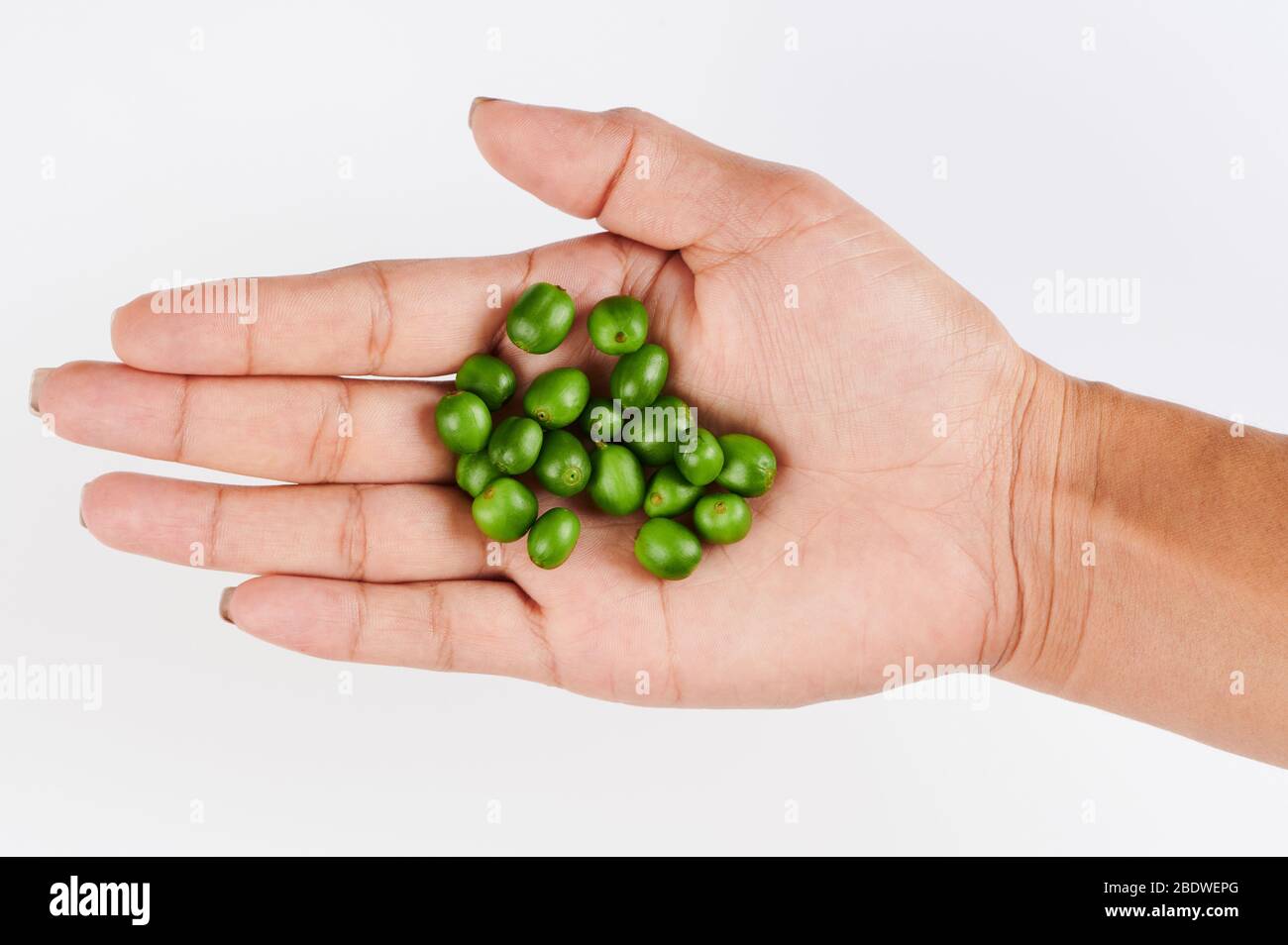 Grüner Kaffee reif in Frau Hand isoliert Nahaufnahme Stockfoto