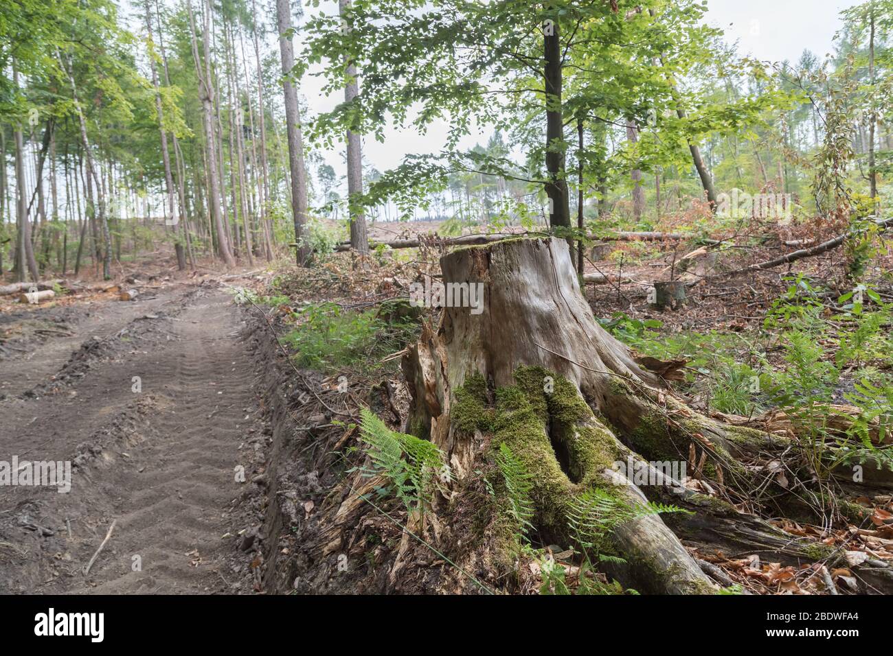 Clearingplatz mit Bäumen und Stämmen übrig in Deutschland Stockfoto