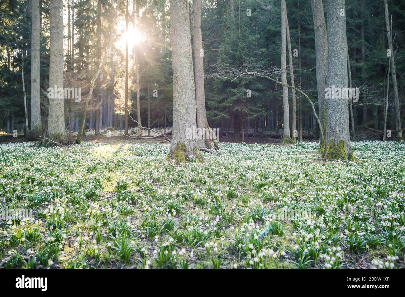 Leucojum vernum, genannt Frühling Schneeflocke, im Frühlingswald. Schöner Teppich aus blühenden Frühling Schneeflocke. Federkonzept. Stockfoto