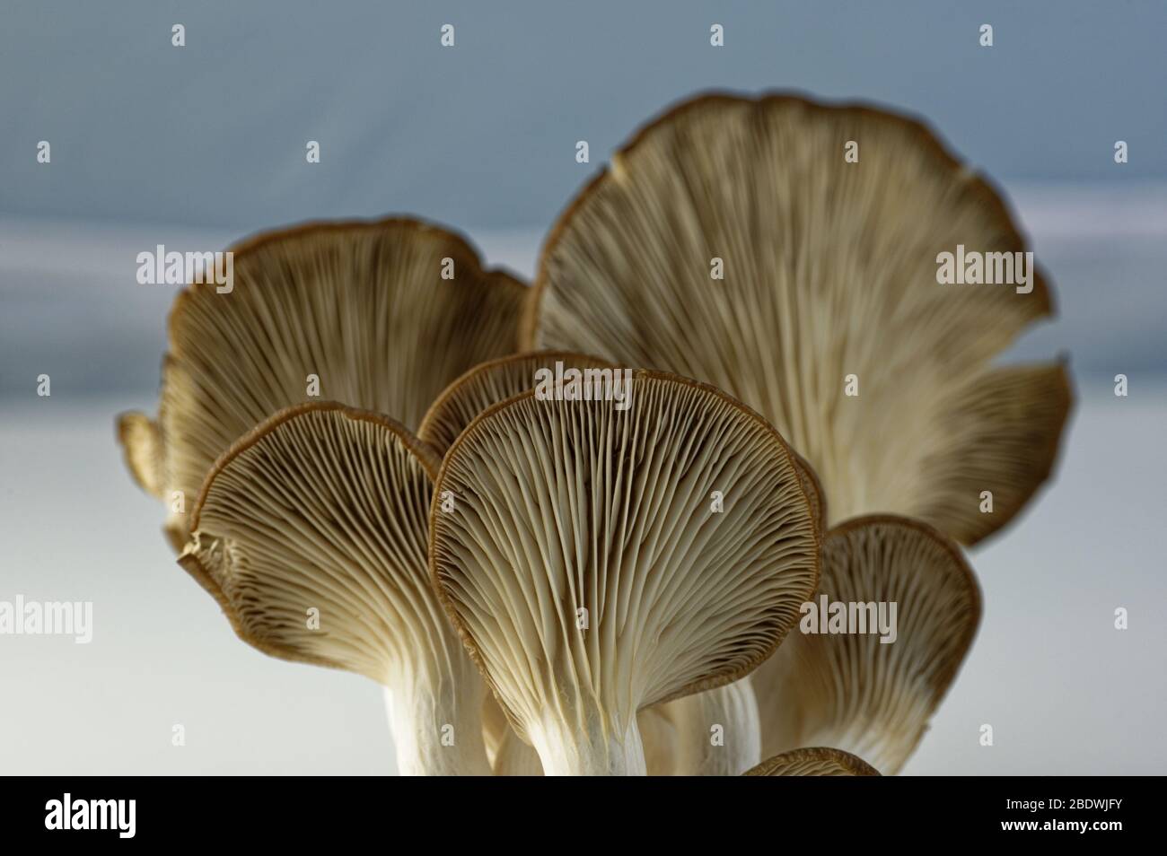 Ein beliebter kulinarischer Pilz, der Austernpilz ist weit verbreitet in der Küche verwendet Stockfoto