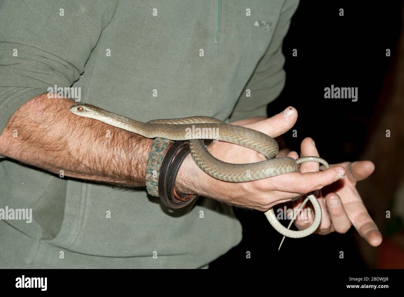 Brown House Snake, Lamprophis capensis, in Handlers Händen, Ant's Hill Reserve, in der Nähe von Valwater, Limpopo Provinz, Südafrika Stockfoto
