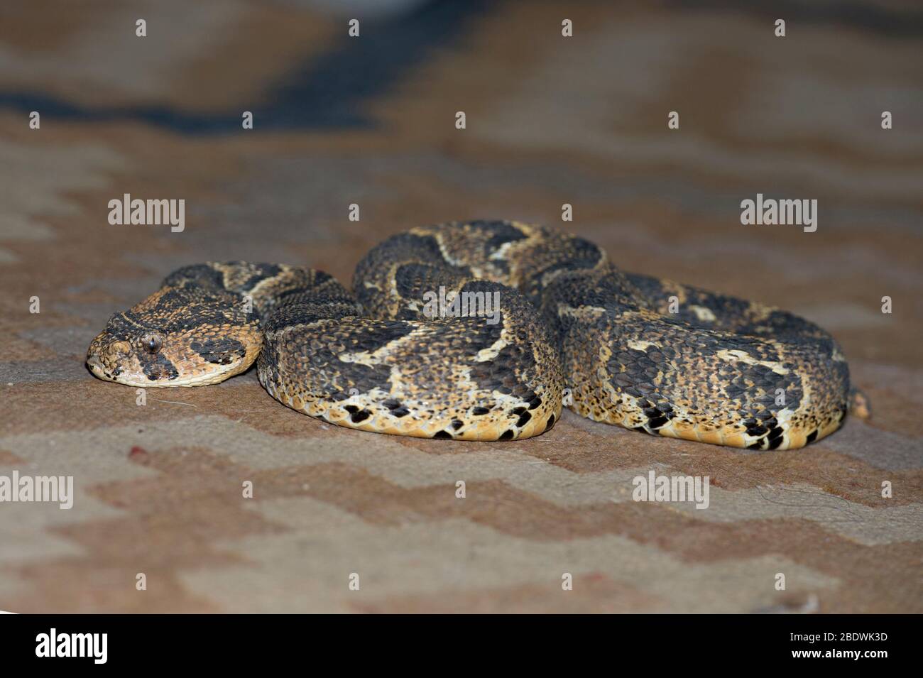 Puff Adder, Bitis arietans, auf dem Teppich, Ant's Hill Reserve, in der Nähe von Vaalwater, Limpopo Provinz, Südafrika Stockfoto