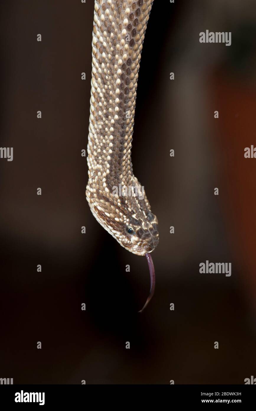 Südamerikanische Rattlesnake, Crotalus durissus, Ant's Hill Reserve, in der Nähe von Vaalwater, Provinz Limpopo, Südafrika Stockfoto