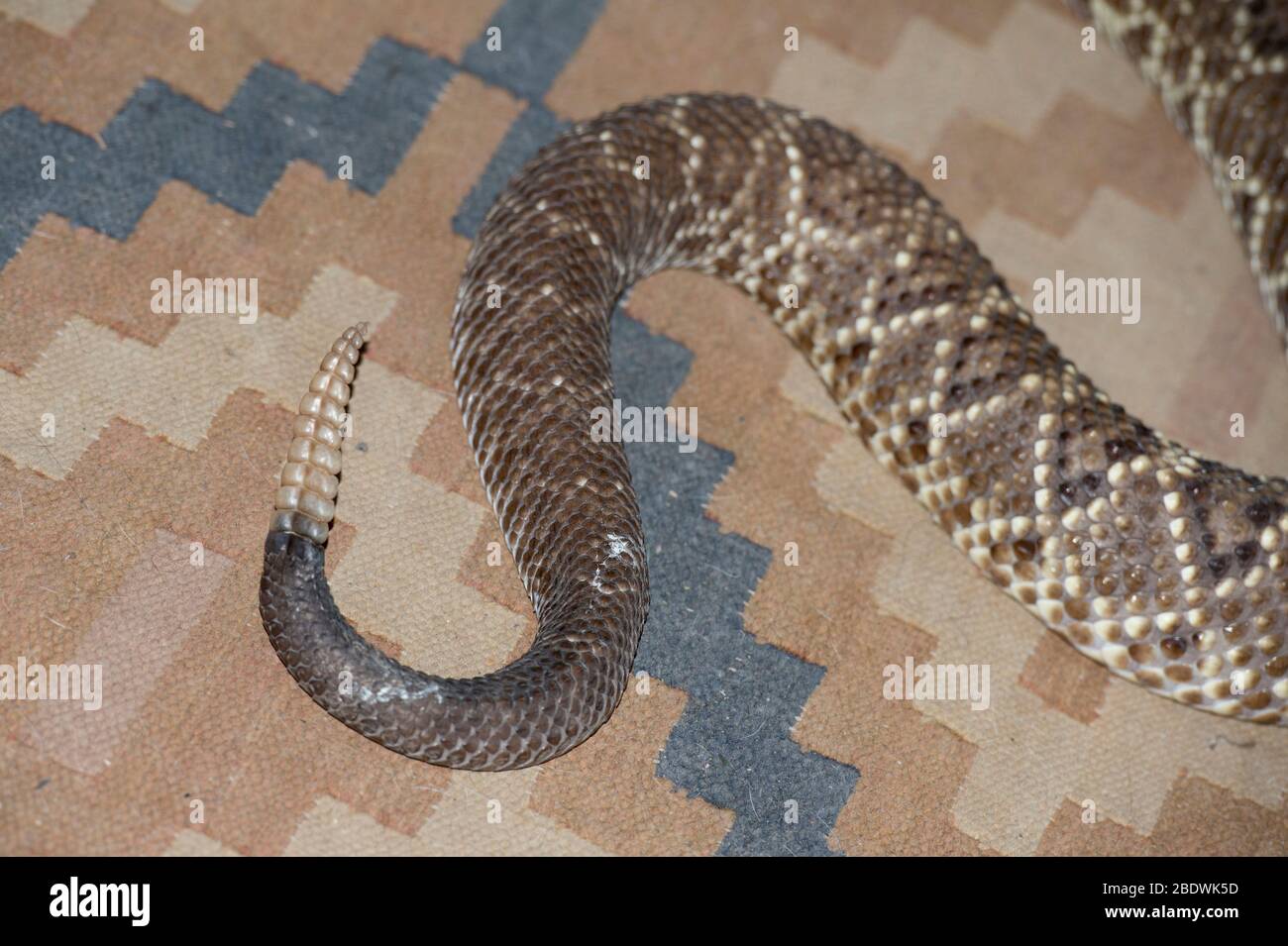 Südamerikanische Rattlesnake, Crotalus durissus, mit Rassel auf Teppich, Ant's Hill Reserve, nahe Valwater, Limpopo Provinz, Südafrika Stockfoto