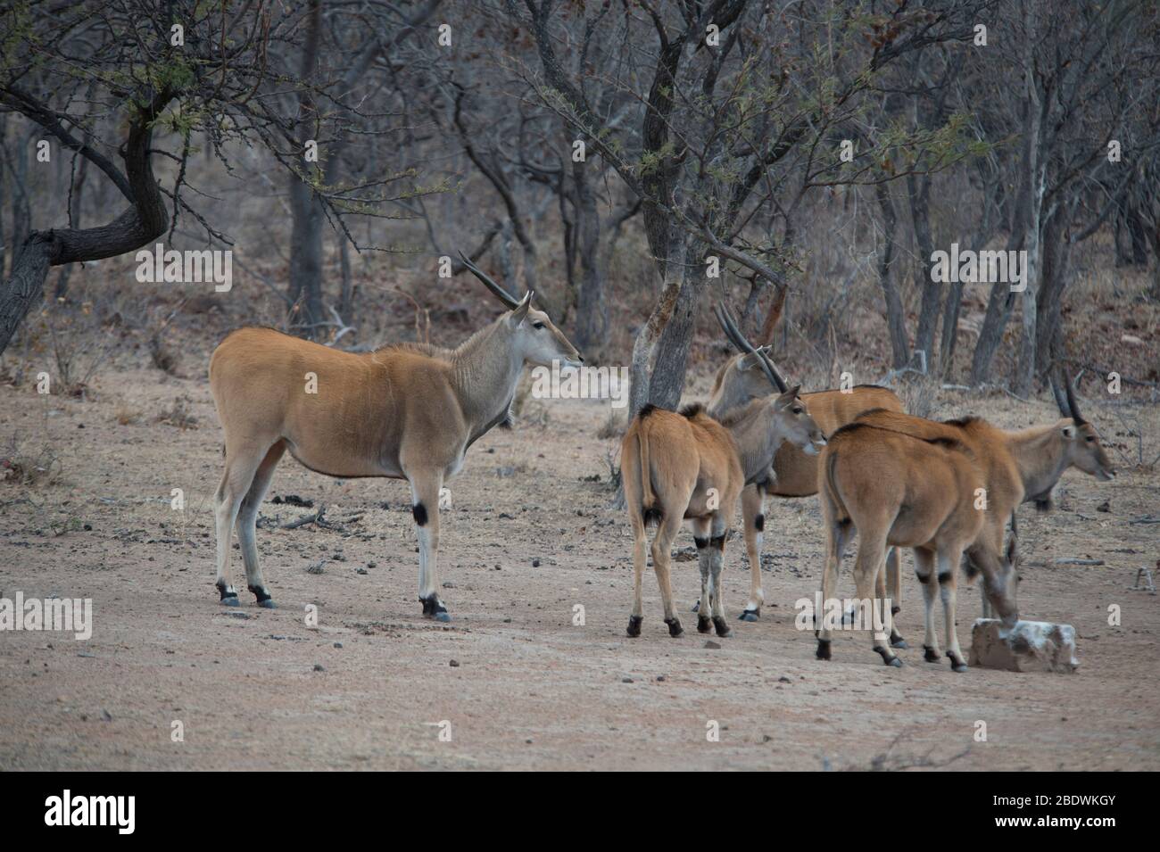 Horde of Livingstone's Eland, Taurotragus oryx livingstoni, Ant's Nest Reserve, in der Nähe von Vaalwater, Provinz Limpopo, Südafrika Stockfoto