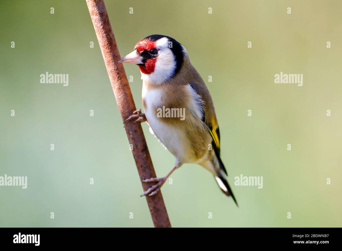 Ein Goldfinch (Carduelis carduelis) thront in der Sonne an einem wunderschönen Morgen in East Sussex, Großbritannien. Quelle: Ed Brown/Alamy Live News Stockfoto
