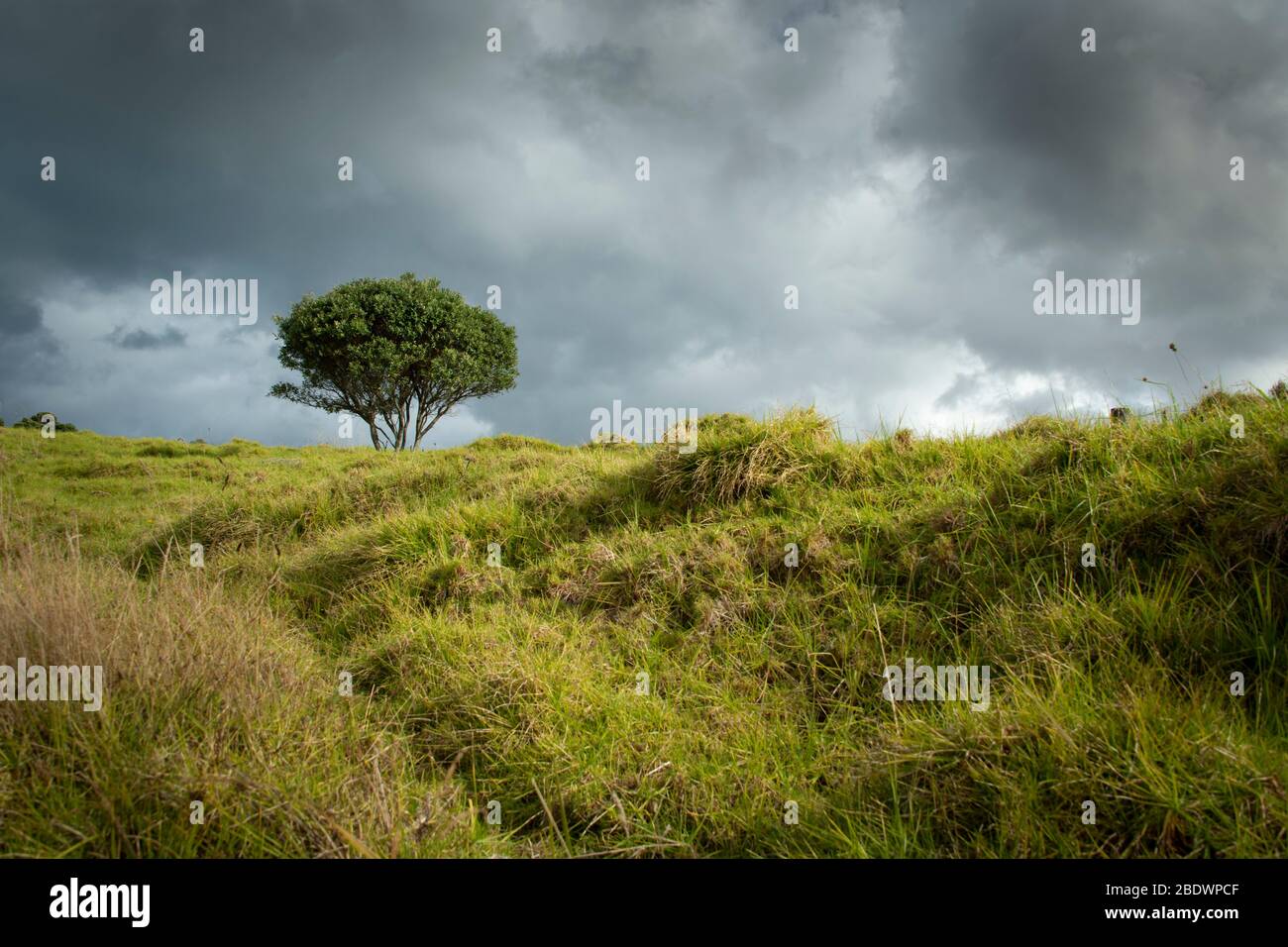 Ein einbeiner Baum am Long Bay Küstenweg Stockfoto