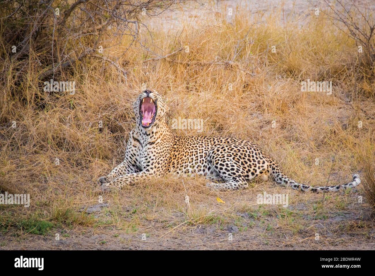 Vater und Sohn Leopards Kruger Südafrika Stockfoto