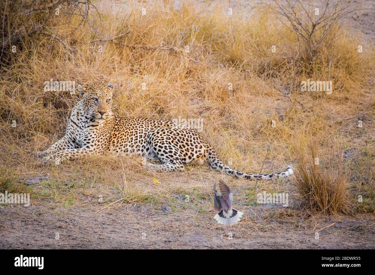 Vater und Sohn Leopards Kruger Südafrika Stockfoto
