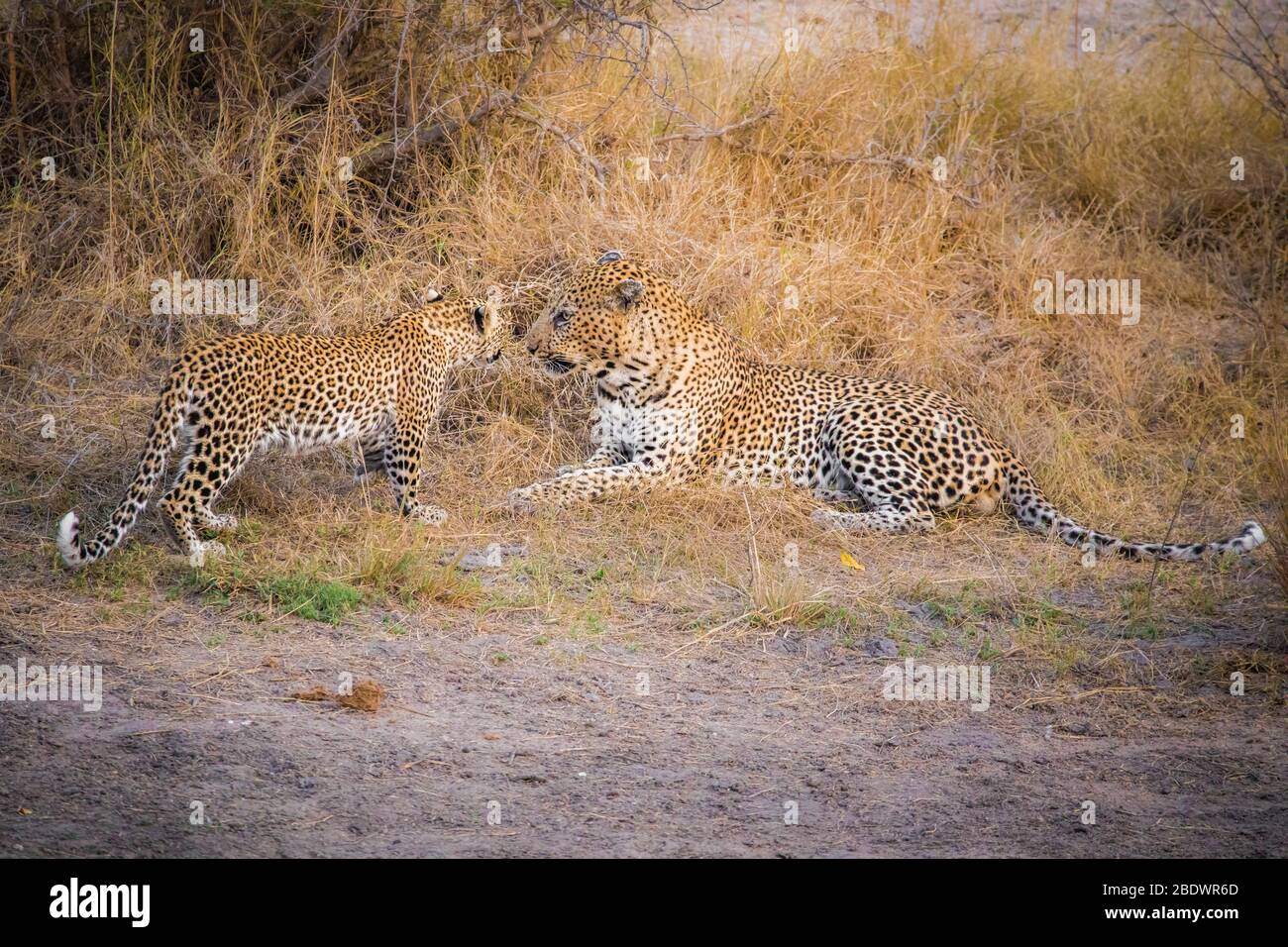 Vater und Sohn Leopards Kruger Südafrika Stockfoto