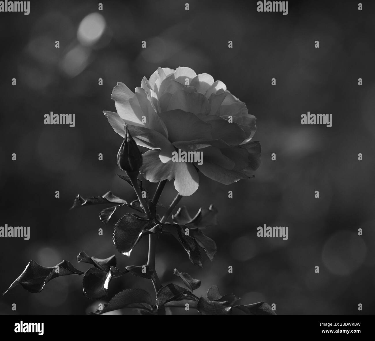 Isolierte Rose in voller Pracht mit Schwarz-Weiß-Effekt Stockfoto