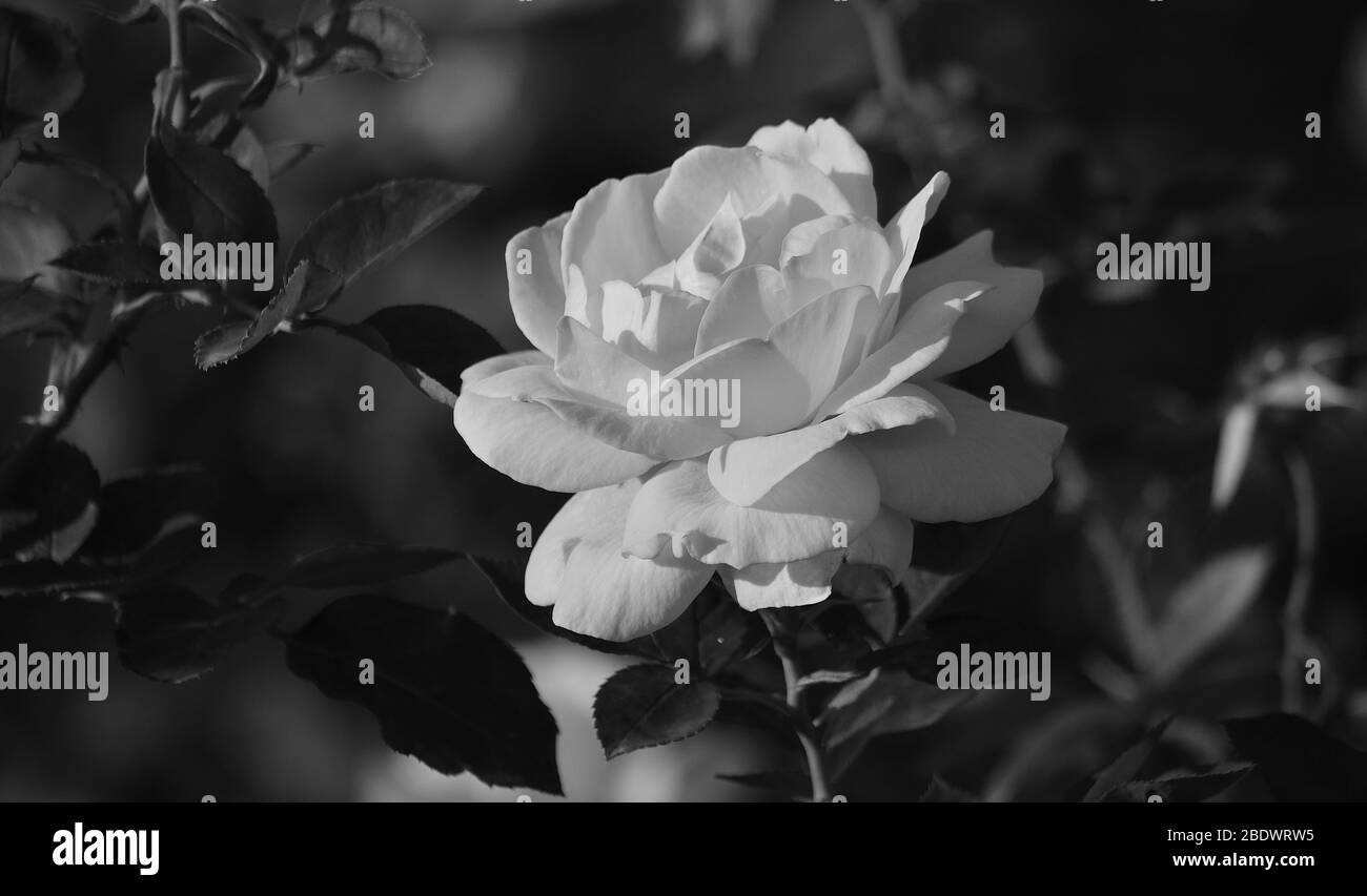 Weiße Rose in voller Pracht zwischen Blättern, schwarz-weiß-Effekt Stockfoto