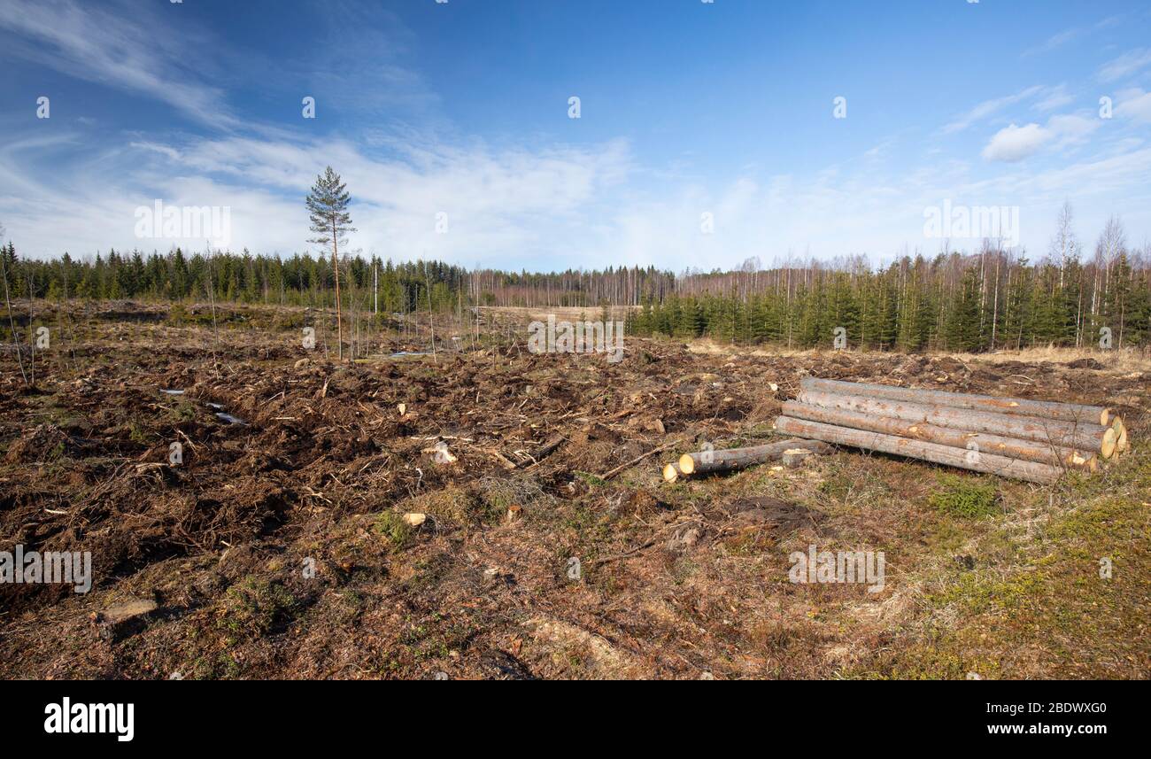 Taiga Wald klare Schneidefläche mit Bodenbeschaffenheit für die Wiederaufforstung durchgeführt , Finnland Stockfoto