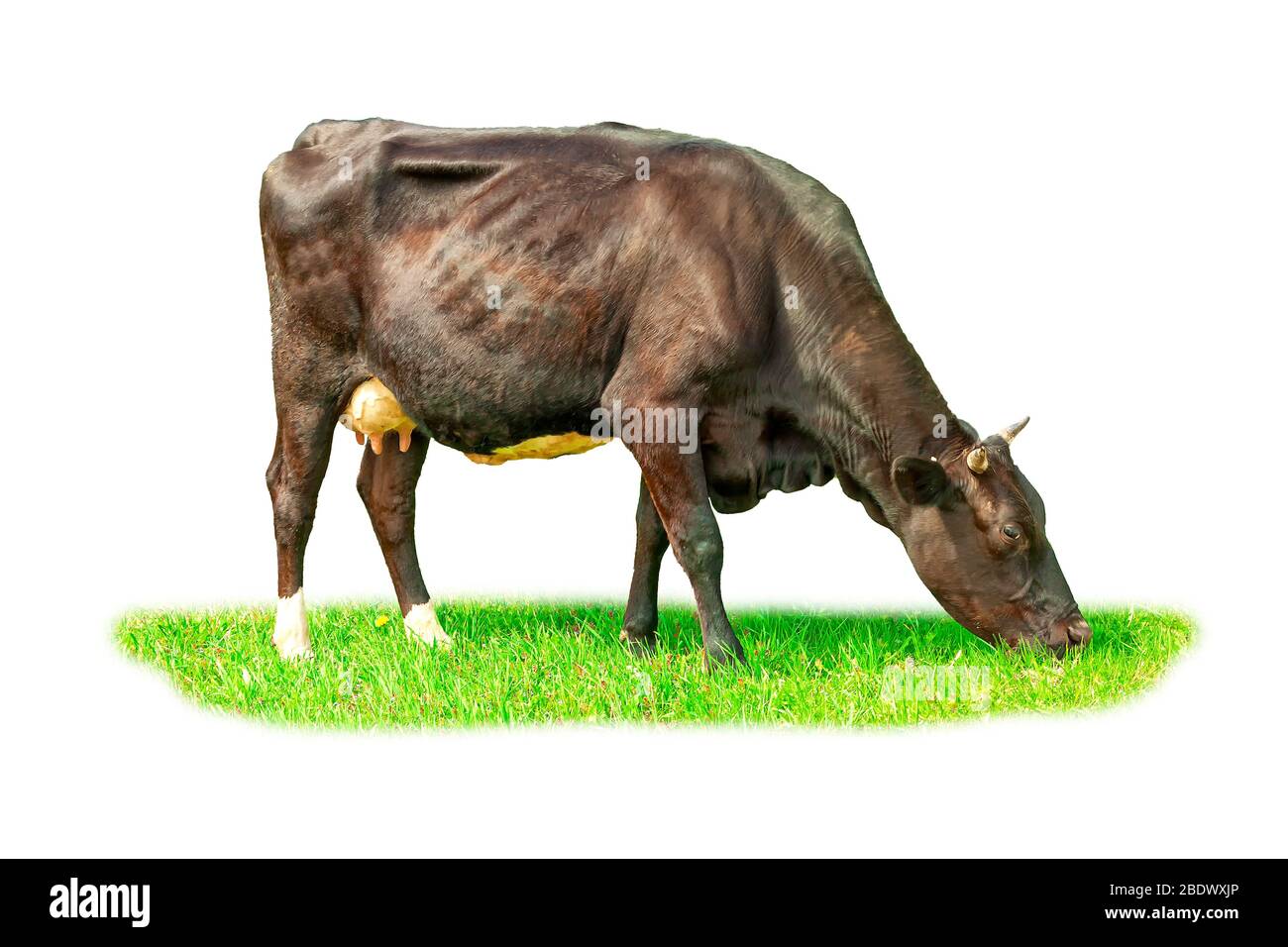 Die Kuh grast auf der Wiese. Der weiße Hintergrund ist Sisokurve. Stockfoto